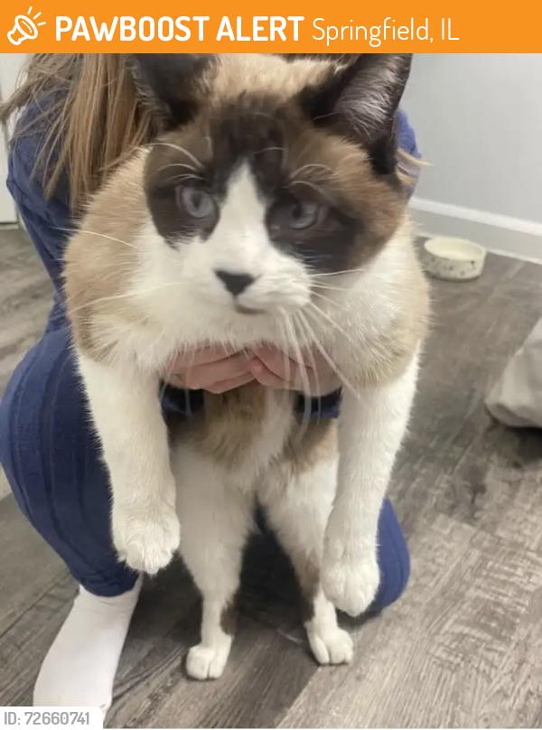 Found/Stray Male Cat last seen My car hood 😭😭, Springfield, IL 62711