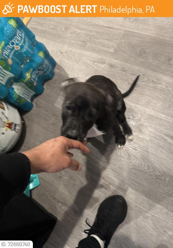 Found/Stray Female Dog last seen Allegheny Aramingo , Philadelphia, PA 19134