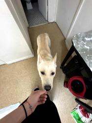 Found/Stray Female Dog last seen Near food bazaar in 57th avenue, Queens, NY 11368