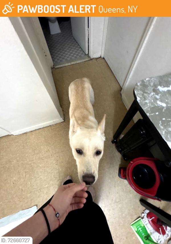 Found/Stray Female Dog last seen Near food bazaar in 57th avenue, Queens, NY 11368