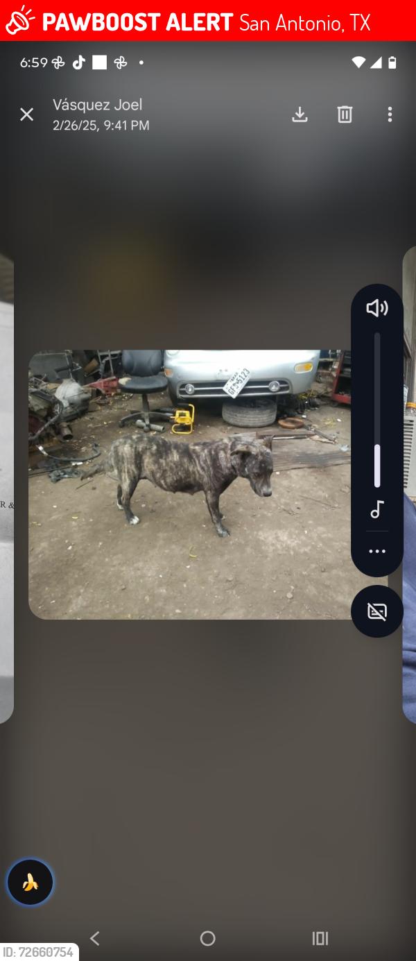 Lost Female Dog last seen Highway 90, San Antonio, TX 78227