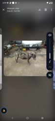 Lost Female Dog last seen Highway 90, San Antonio, TX 78227