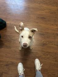 Found/Stray Male Dog last seen HCA Conroe hosp , Conroe, TX 77304