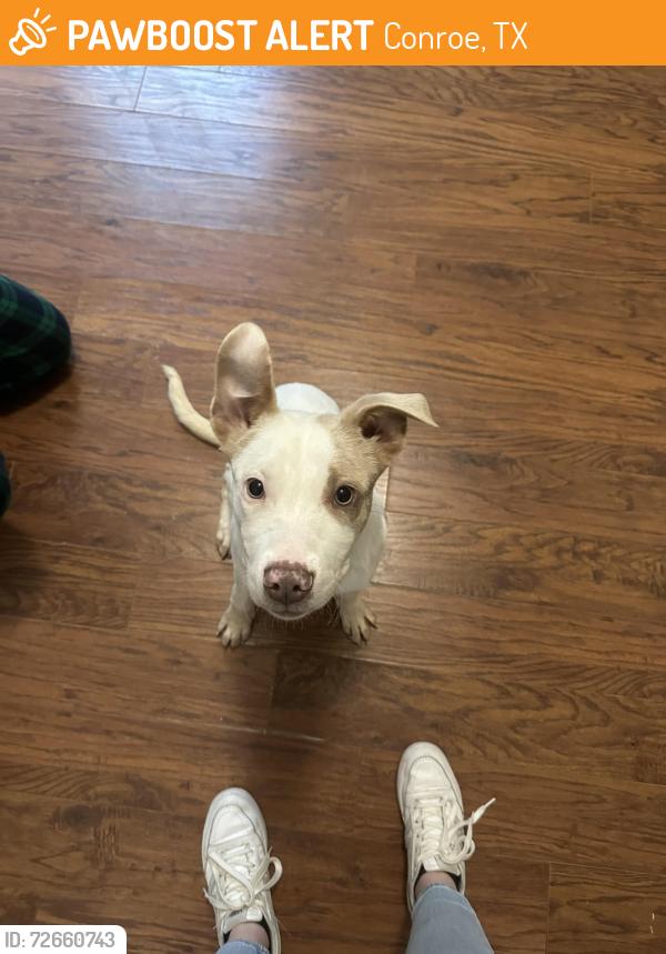 Found/Stray Male Dog last seen HCA Conroe hosp , Conroe, TX 77304