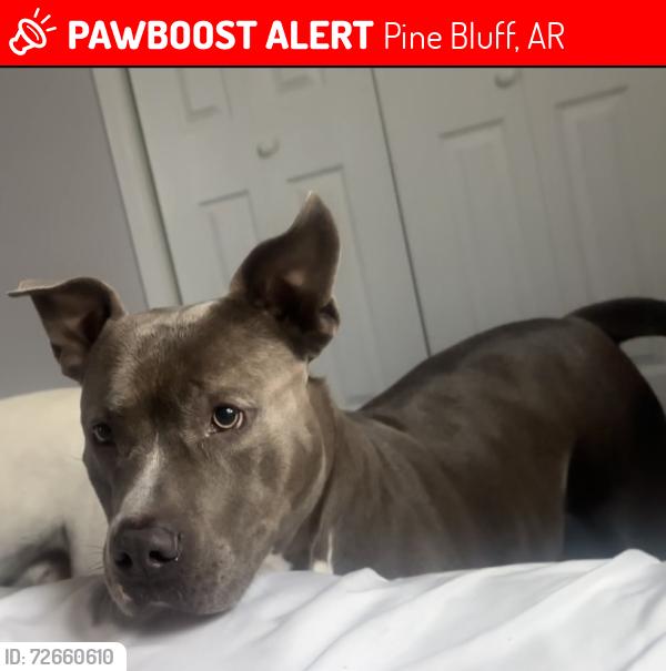 Lost Female Dog last seen White hall, Pine Bluff, AR 71602