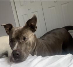 Lost Female Dog last seen White hall, Pine Bluff, AR 71602