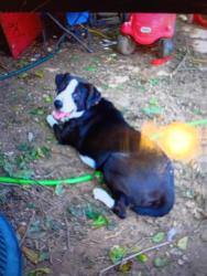 Lost Male Dog last seen Craley rd, Newcomer rd, Windsor, PA 17366