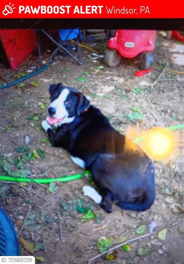Lost Male Dog last seen Craley rd, Newcomer rd, Windsor, PA 17366