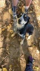 Lost Female Dog last seen butter and egg rd and charity lane, Hazel Green, AL 35750