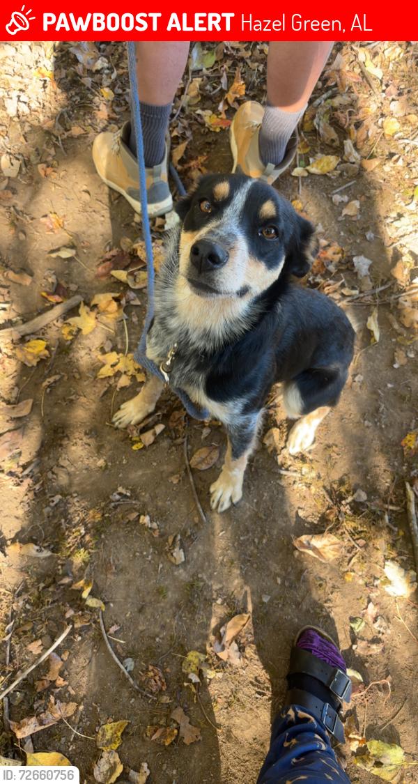 Lost Female Dog last seen butter and egg rd and charity lane, Hazel Green, AL 35750