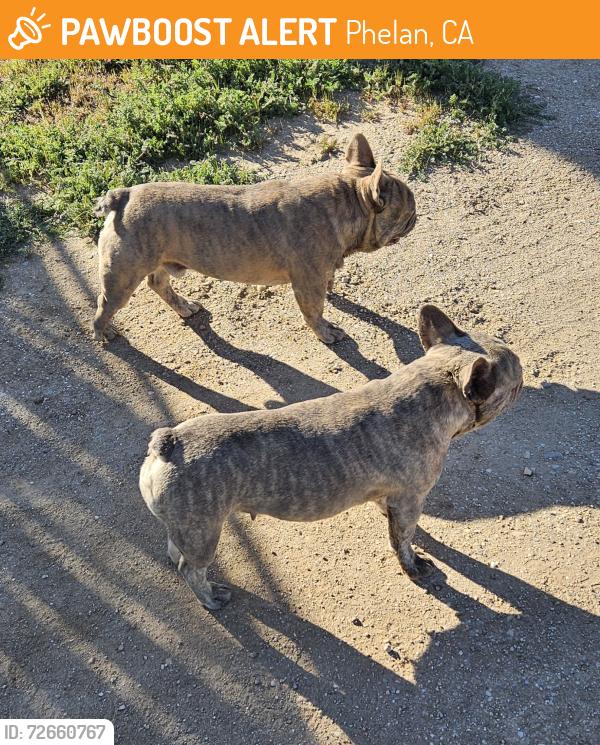 Found/Stray Male Dog last seen Baldy Mesa and Phelan Rd , Phelan, CA 92371