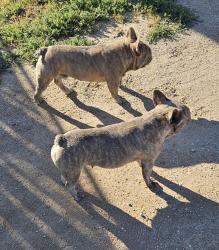 Found/Stray Male Dog last seen Baldy Mesa and Phelan Rd , Phelan, CA 92371