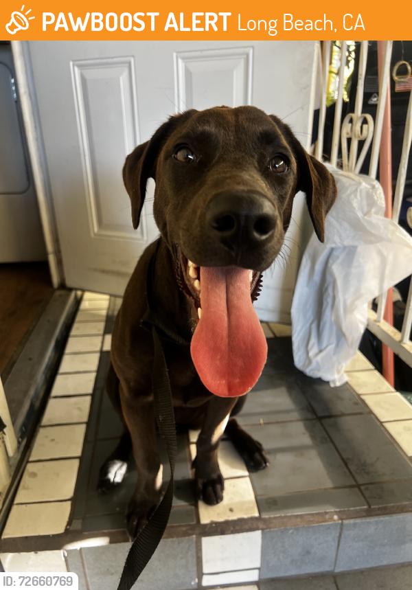 Found/Stray Female Dog last seen Artesia, Atlantic, Long Beach, CA 90805