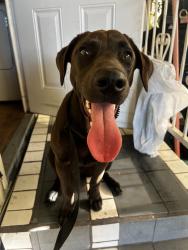 Found/Stray Female Dog last seen Artesia, Atlantic, Long Beach, CA 90805