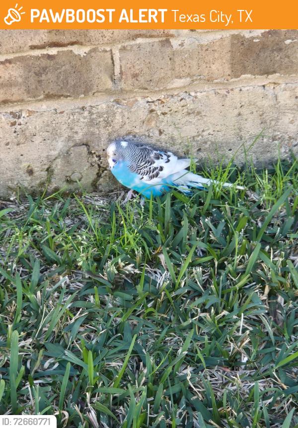 Found/Stray Unknown Bird last seen Pearlbrook , Texas City, TX 77591