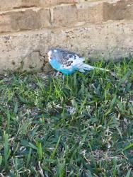 Found/Stray Unknown Bird last seen Pearlbrook , Texas City, TX 77591