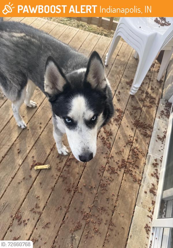 Found/Stray Unknown Dog last seen Shepard and  Crawfordsville Rd, Indianapolis, IN 46214