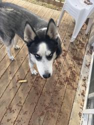Found/Stray Unknown Dog last seen Shepard and  Crawfordsville Rd, Indianapolis, IN 46214