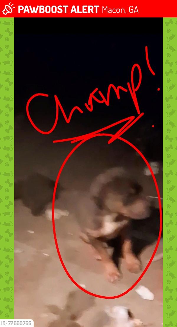 Lost Male Dog last seen Rocky Creed Rd, Macon, GA 31206