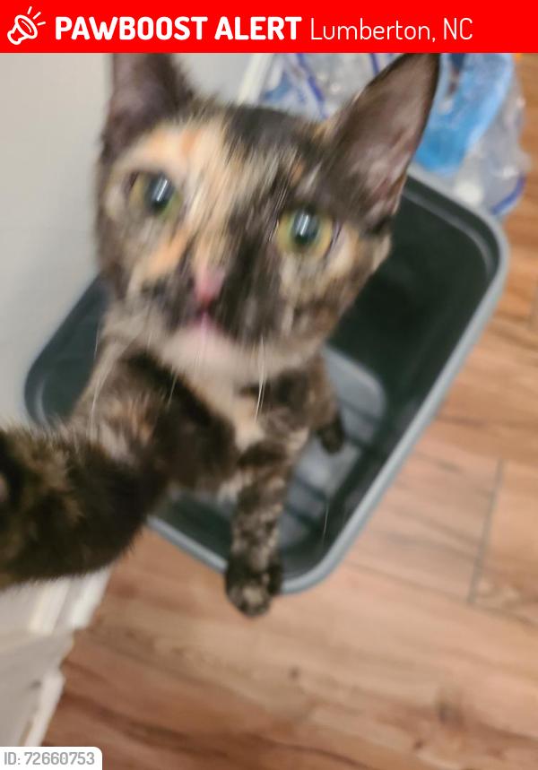 Lost Female Cat last seen Norment & PineLog Rd., Lumberton, NC 28360
