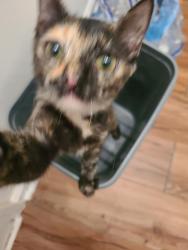 Lost Female Cat last seen Norment & PineLog Rd., Lumberton, NC 28360