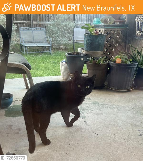 Found/Stray Unknown Cat last seen near Old McQueeny Rd. North Park Meadows, New Braunfels, TX 78130