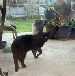 Found/Stray Unknown Cat last seen near Old McQueeny Rd. North Park Meadows, New Braunfels, TX 78130