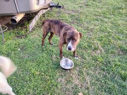 Found/Stray Male Dog last seen He is roaming aggieland RV park. , Bryan, TX 77808