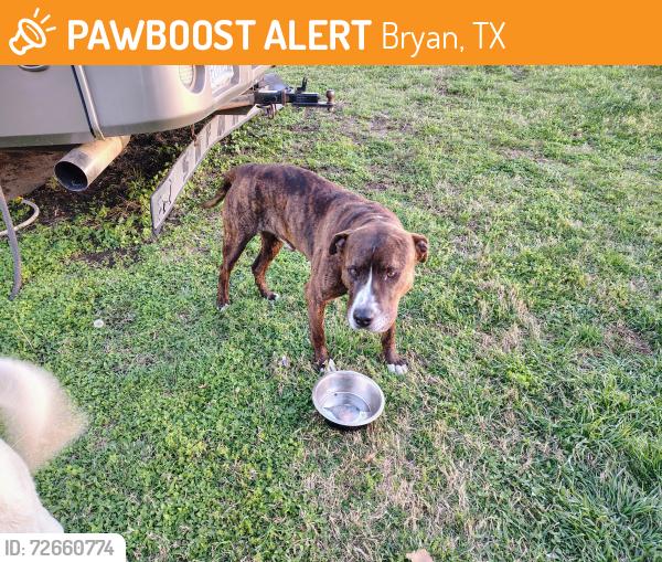 Found/Stray Male Dog last seen He is roaming aggieland RV park. , Bryan, TX 77808