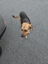 Found/Stray Female Dog last seen Red Wolfe Grille, Cohutta, GA 30710