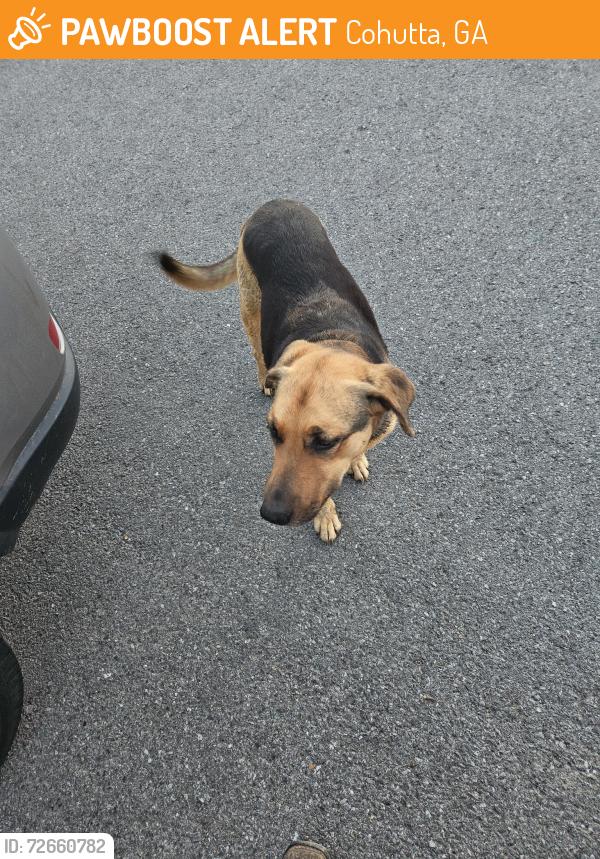 Found/Stray Female Dog last seen Red Wolfe Grille, Cohutta, GA 30710