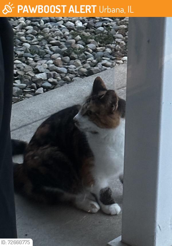Found/Stray Unknown Cat last seen Beringer/Rutherford, Urbana, IL 61802