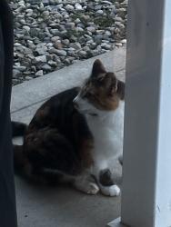 Found/Stray Unknown Cat last seen Beringer/Rutherford, Urbana, IL 61802