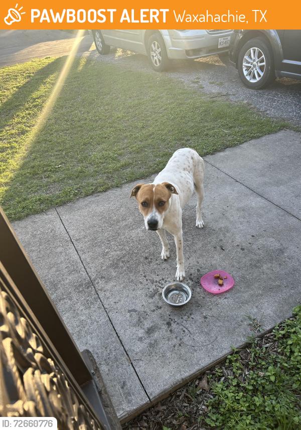 Found/Stray Male Dog last seen cantrell/ turner , Waxahachie, TX 75165
