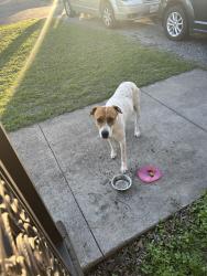 Found/Stray Male Dog last seen cantrell/ turner , Waxahachie, TX 75165