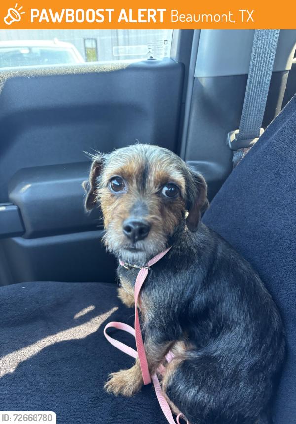 Found/Stray Male Dog last seen Lamar Soccer Field, Beaumont, TX 77705