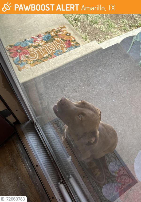 Found/Stray Female Dog last seen Caprock High School, Amarillo, TX 79103