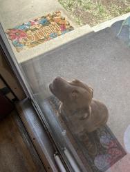 Found/Stray Female Dog last seen Caprock High School, Amarillo, TX 79103