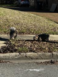 Found/Stray Female Dog last seen Riverdale Rd , Memphis, TN 38119