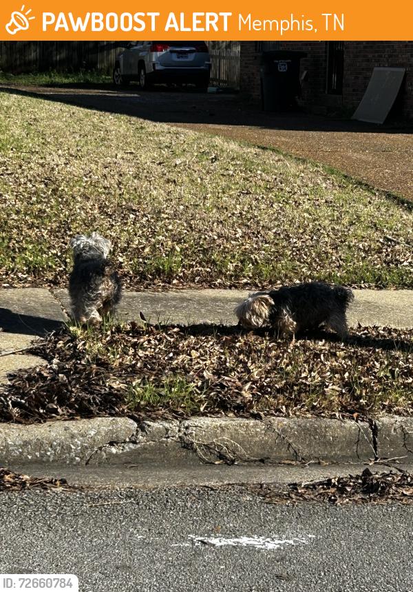 Found/Stray Female Dog last seen Riverdale Rd , Memphis, TN 38119
