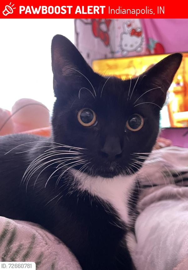 Lost Female Cat last seen near Moreland , Indianapolis, IN 46222