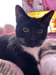 Lost Female Cat last seen near Moreland , Indianapolis, IN 46222