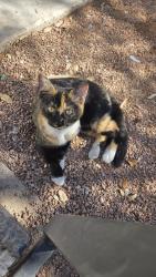 Found/Stray Unknown Cat last seen Bonanza and Pecos, Las Vegas, NV 89101