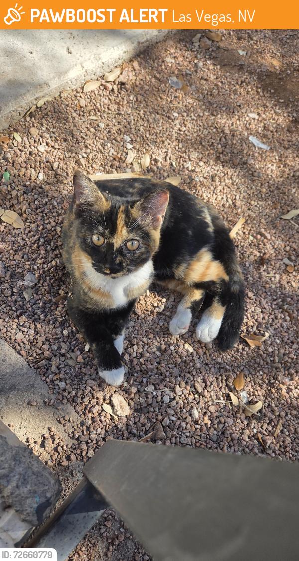 Found/Stray Unknown Cat last seen Bonanza and Pecos, Las Vegas, NV 89101