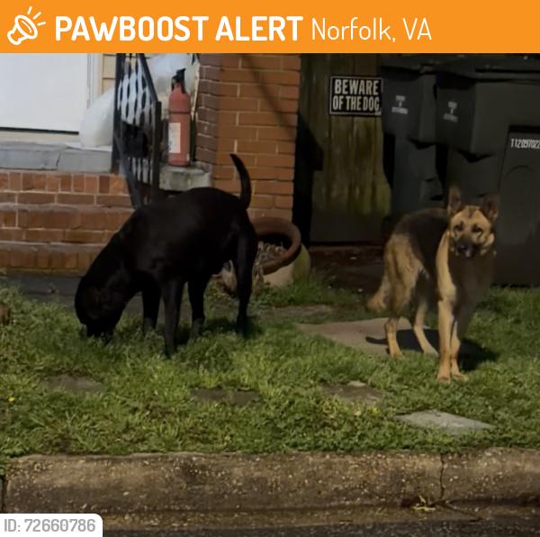 Found/Stray Male Dog last seen Peronne ave and Lafayette BLVD, Norfolk, VA 23509