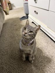 Lost Female Cat last seen Near Charolais Lane , Charlotte, NC 28213