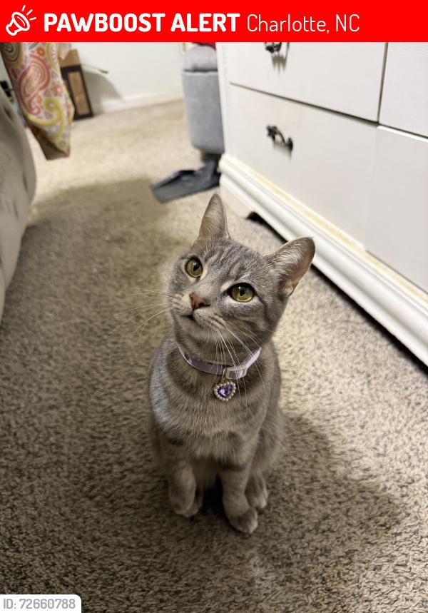 Lost Female Cat last seen Near Charolais Lane , Charlotte, NC 28213