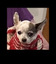 Lost Male Dog last seen Collins and Border, Arlington, TX 76014