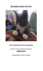 Lost Male Cat last seen Near newhampshire av, Takoma Park, MD 20912