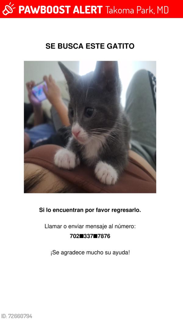 Lost Male Cat last seen Near newhampshire av, Takoma Park, MD 20912